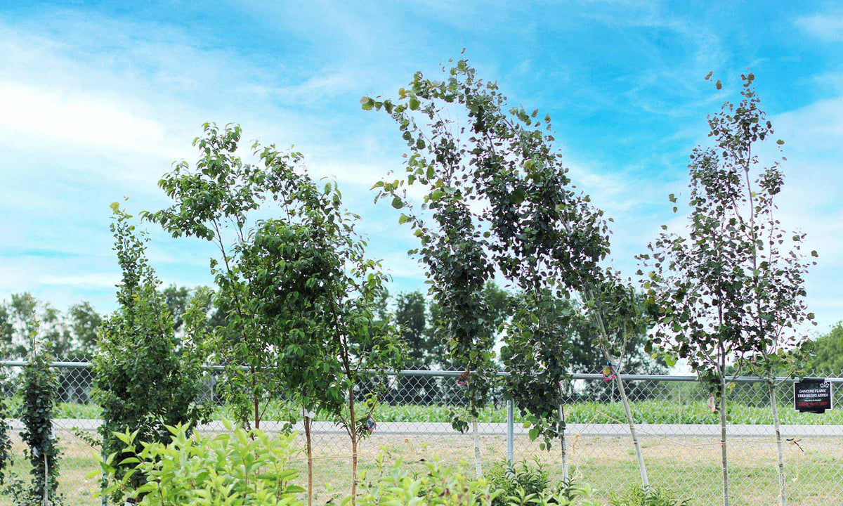 Trees - Floral Acres Greenhouse & Garden Centre