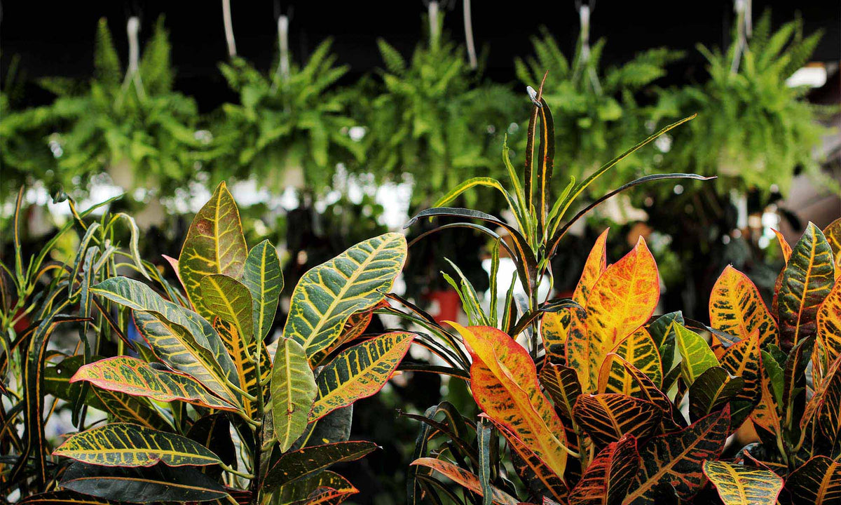 Tropicals - Floral Acres Greenhouse & Garden Centre