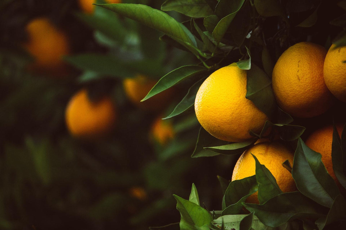 Citrus - Floral Acres Greenhouse & Garden Centre
