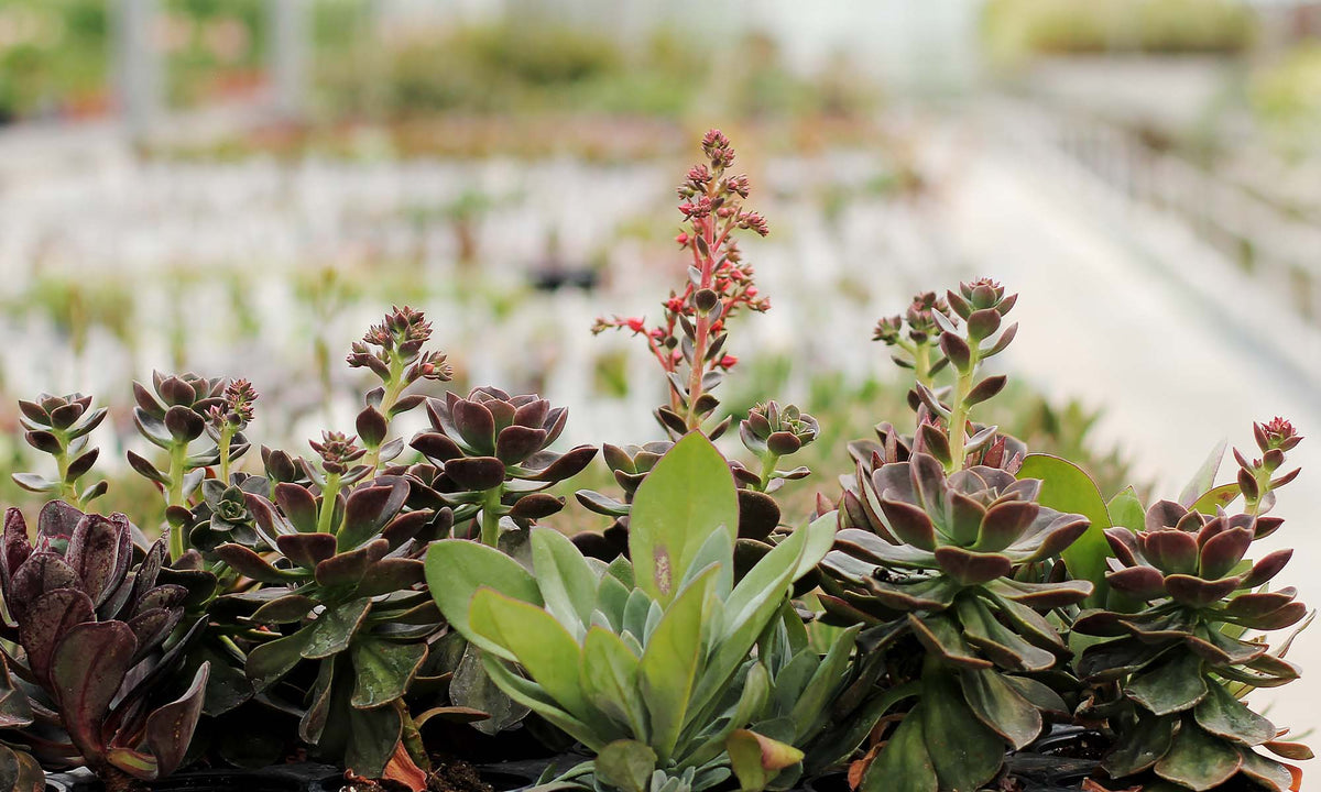 Succulents - Floral Acres Greenhouse & Garden Centre