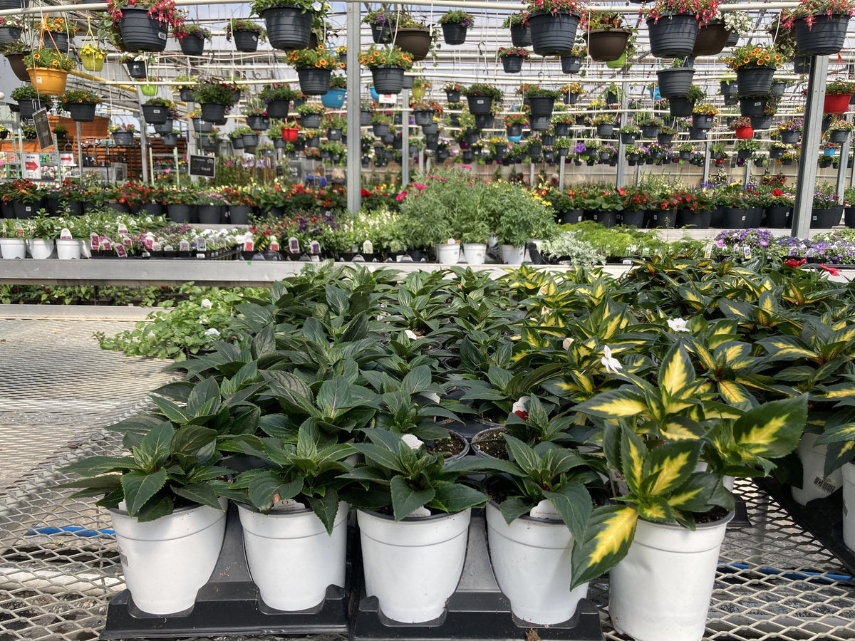 Potted Annuals - Floral Acres Greenhouse & Garden Centre