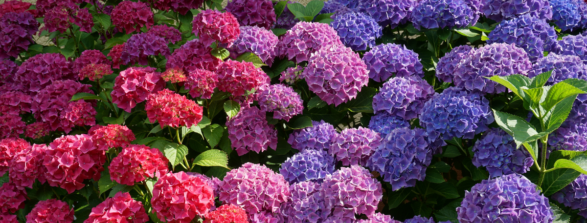 Gift Hydrangea