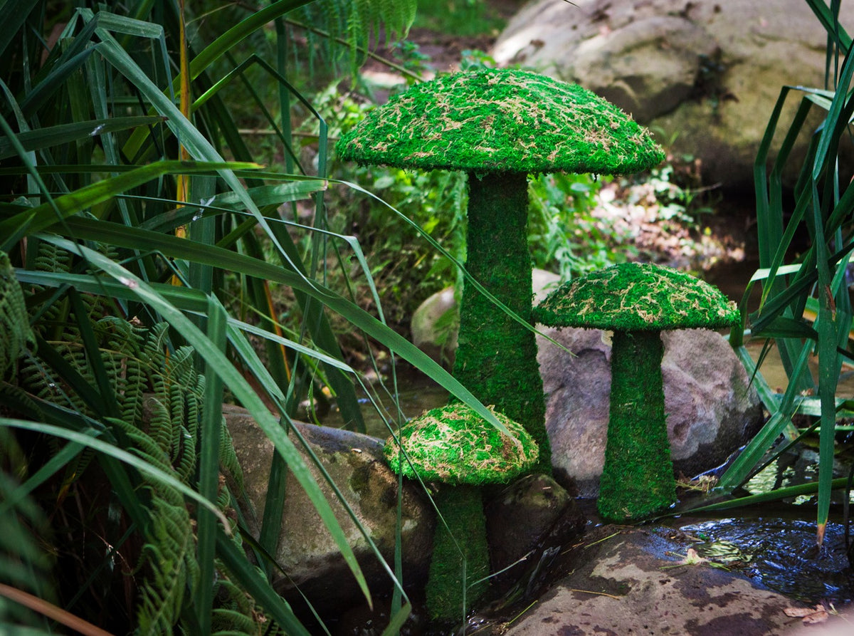 Mosses and Lichens