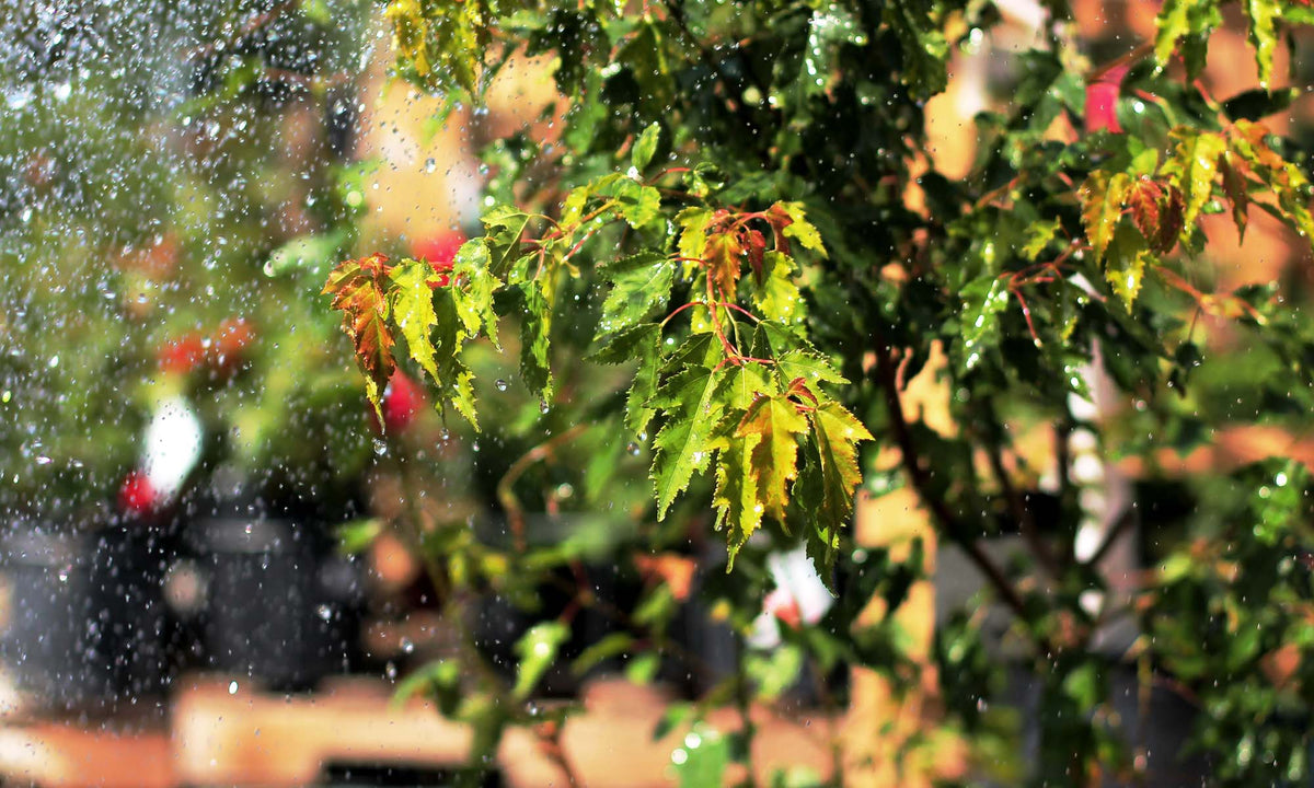 Fruit Trees & Shrubs