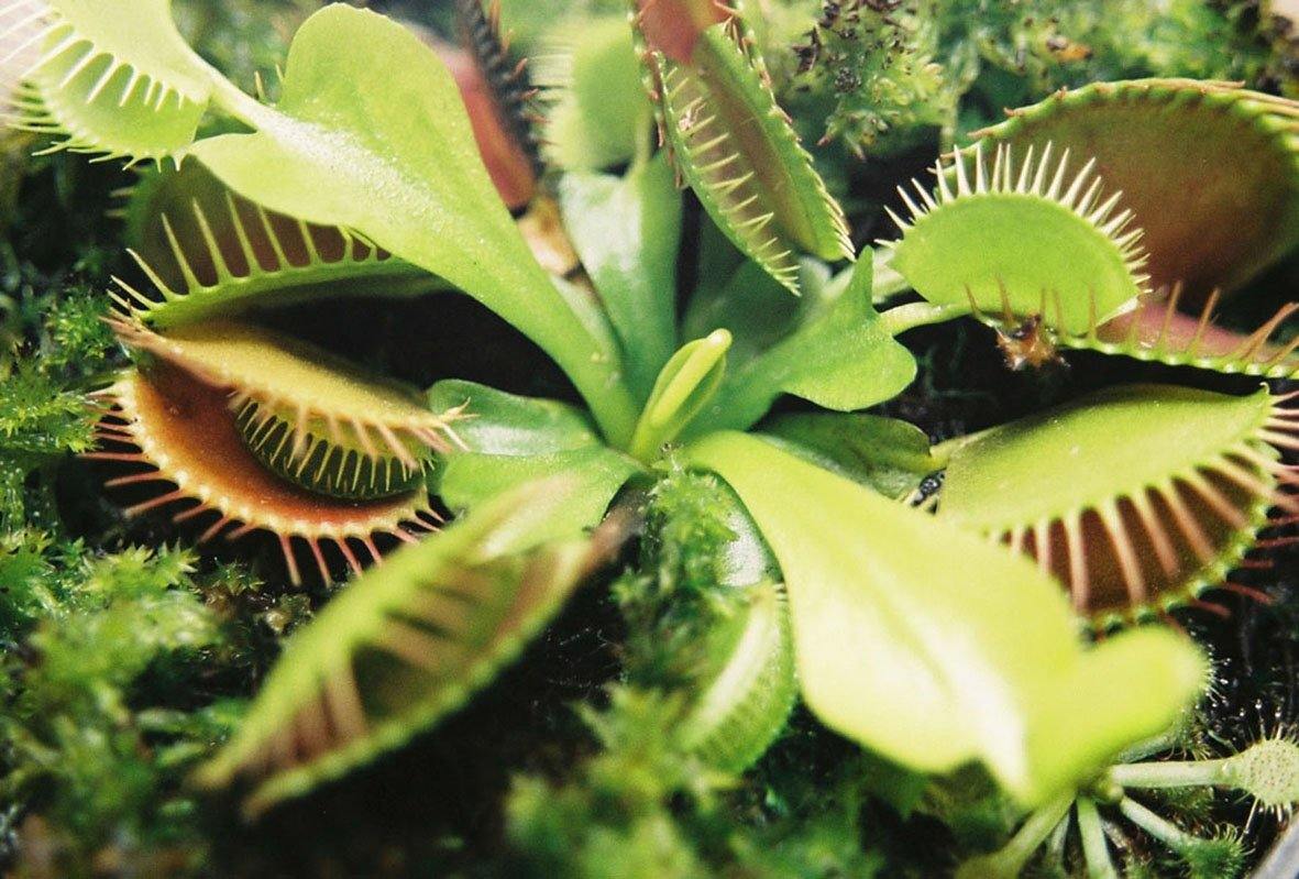 Carnivorous - Floral Acres Greenhouse & Garden Centre