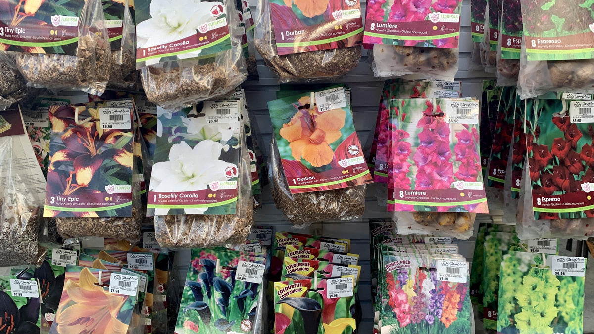 Bulbs - Floral Acres Greenhouse & Garden Centre
