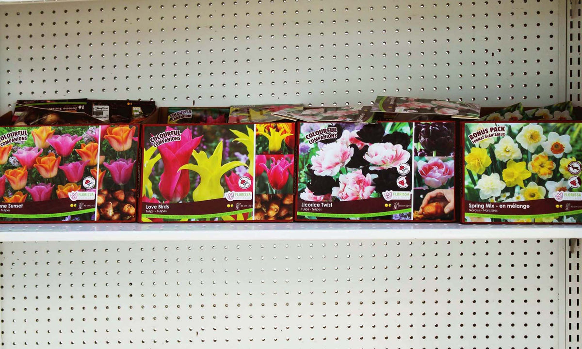 Fall Bulbs