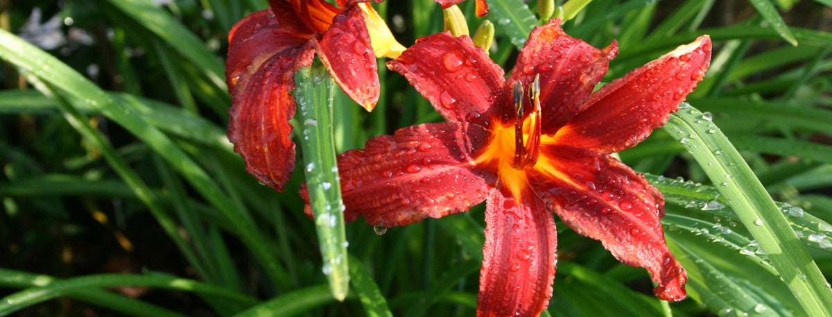 Perennials