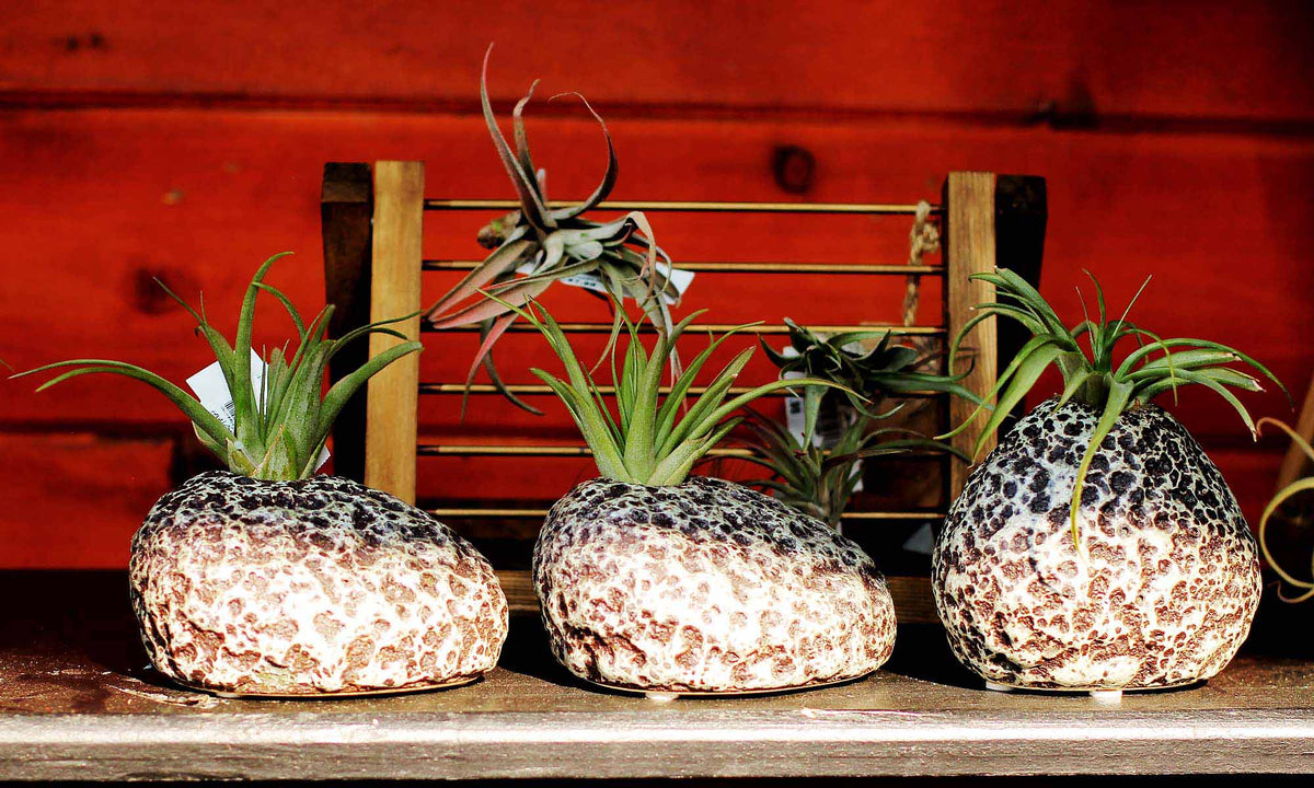 Air Plants - Floral Acres Greenhouse & Garden Centre