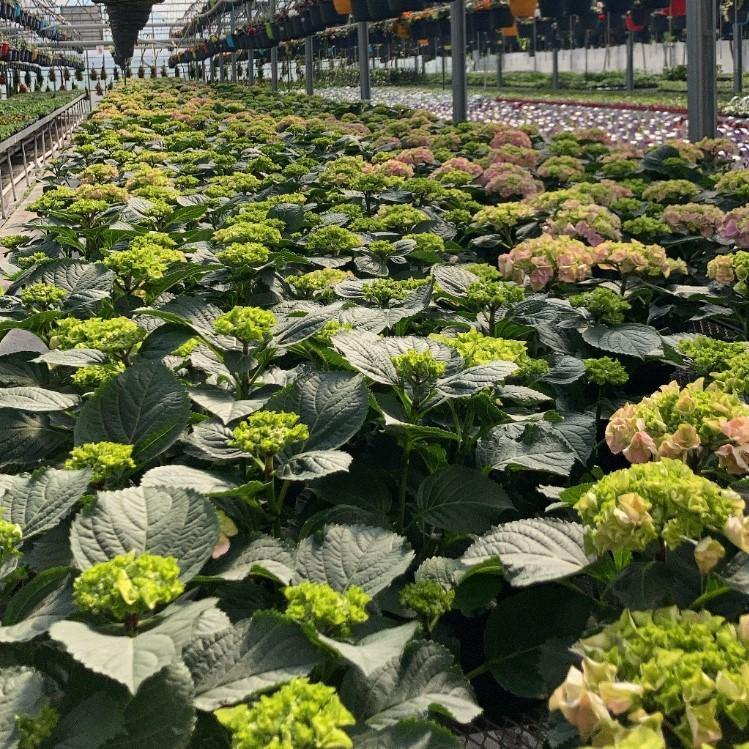 Annual Planters - Floral Acres Greenhouse & Garden Centre
