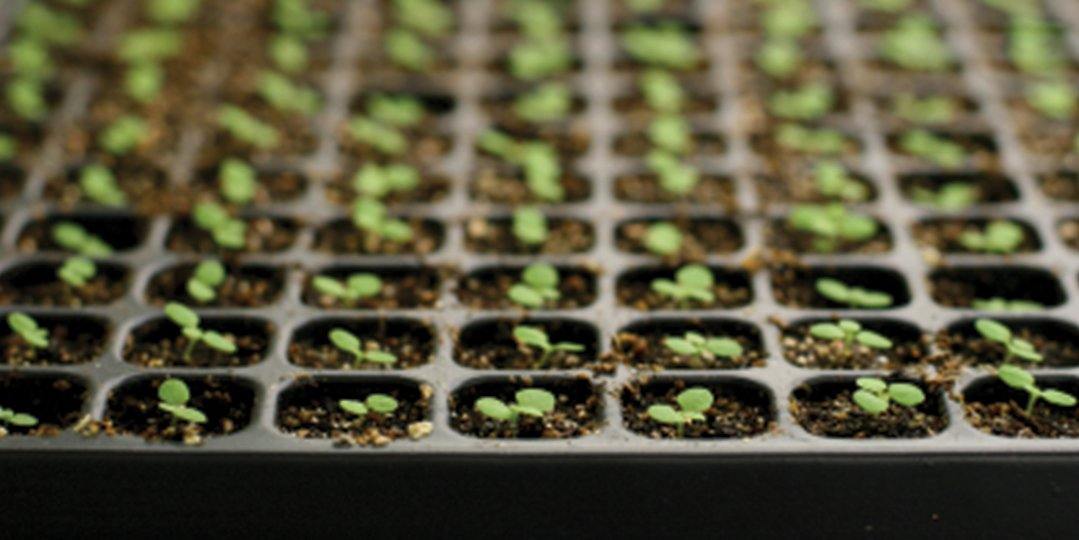 Seed Starting Supplies - Floral Acres Greenhouse & Garden Centre