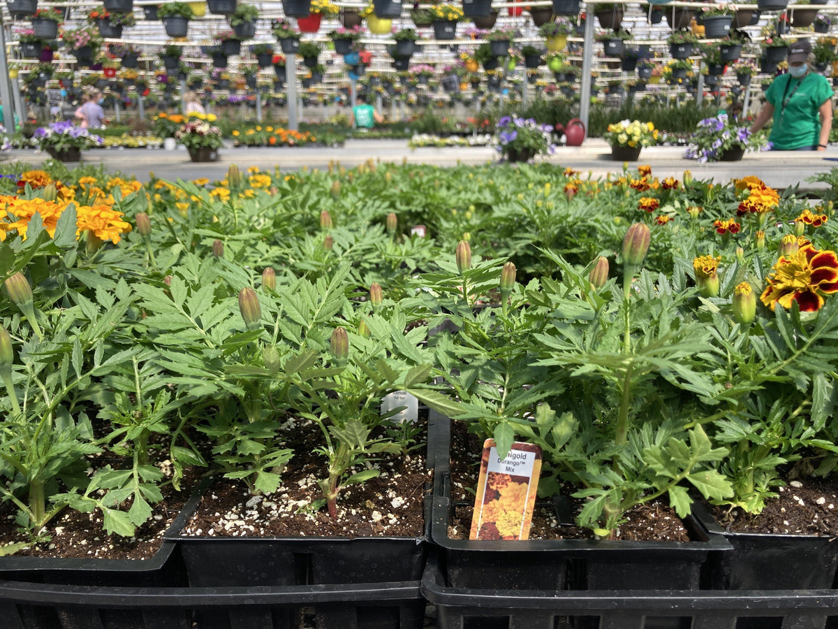 Bedding Packs - Floral Acres Greenhouse & Garden Centre