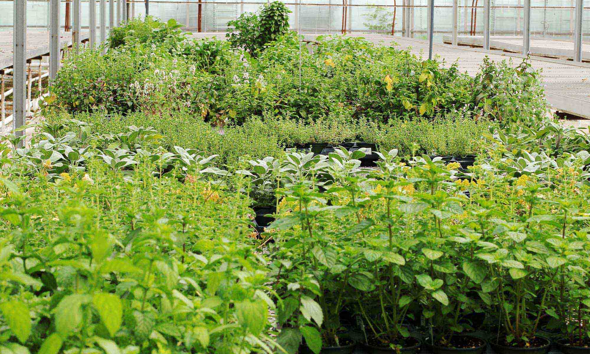 Herbs - Floral Acres Greenhouse & Garden Centre