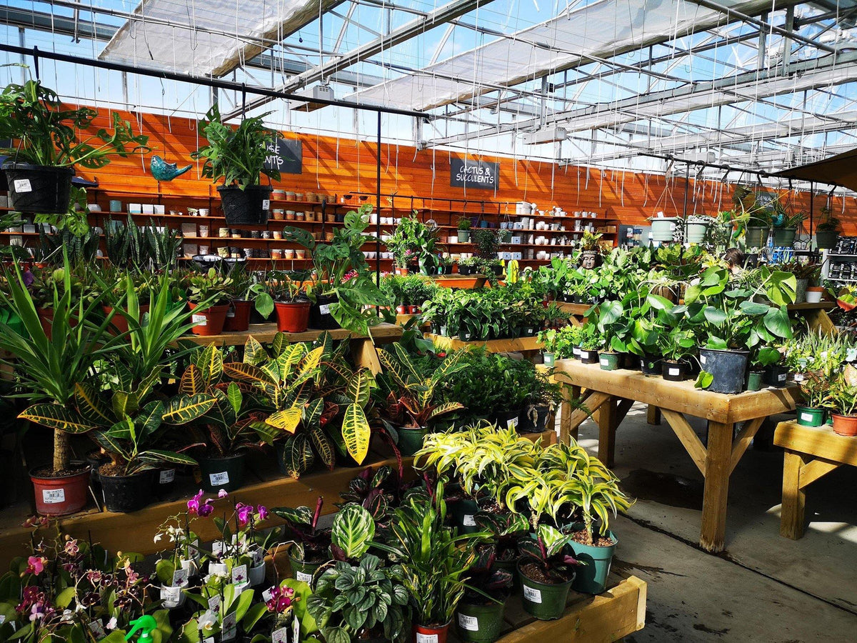 House Plants - Floral Acres Greenhouse & Garden Centre