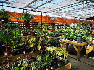 House Plants - Floral Acres Greenhouse & Garden Centre