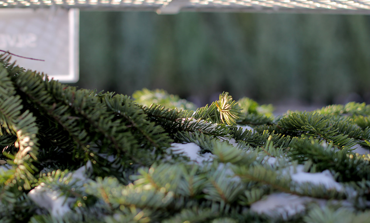 Christmas Greens - Floral Acres Greenhouse & Garden Centre