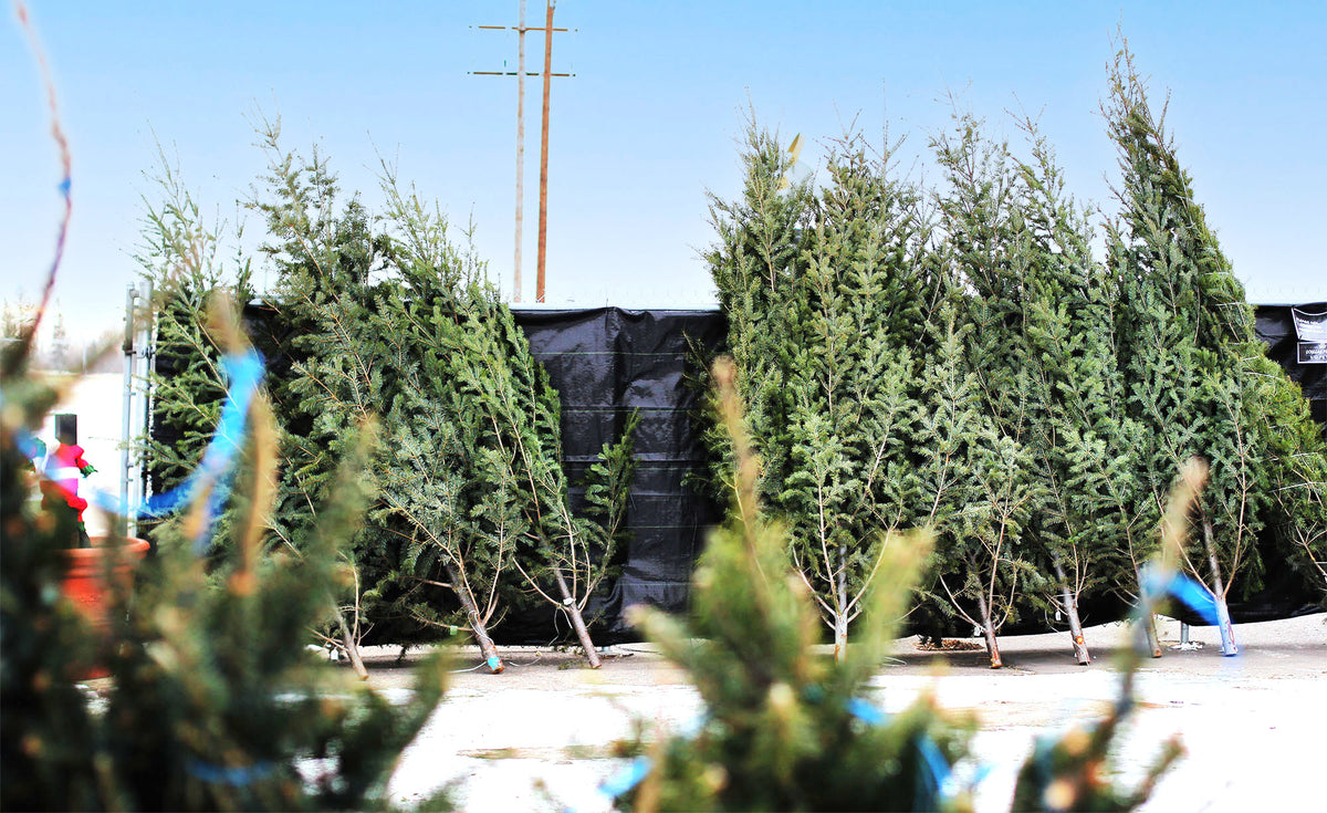 Fresh-Cut Christmas Trees - Floral Acres Greenhouse & Garden Centre
