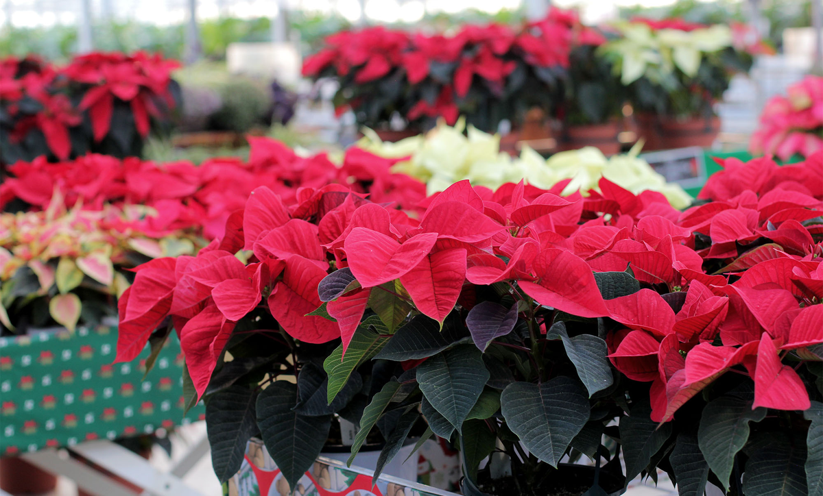 Seasonal Plants - Floral Acres Greenhouse & Garden Centre