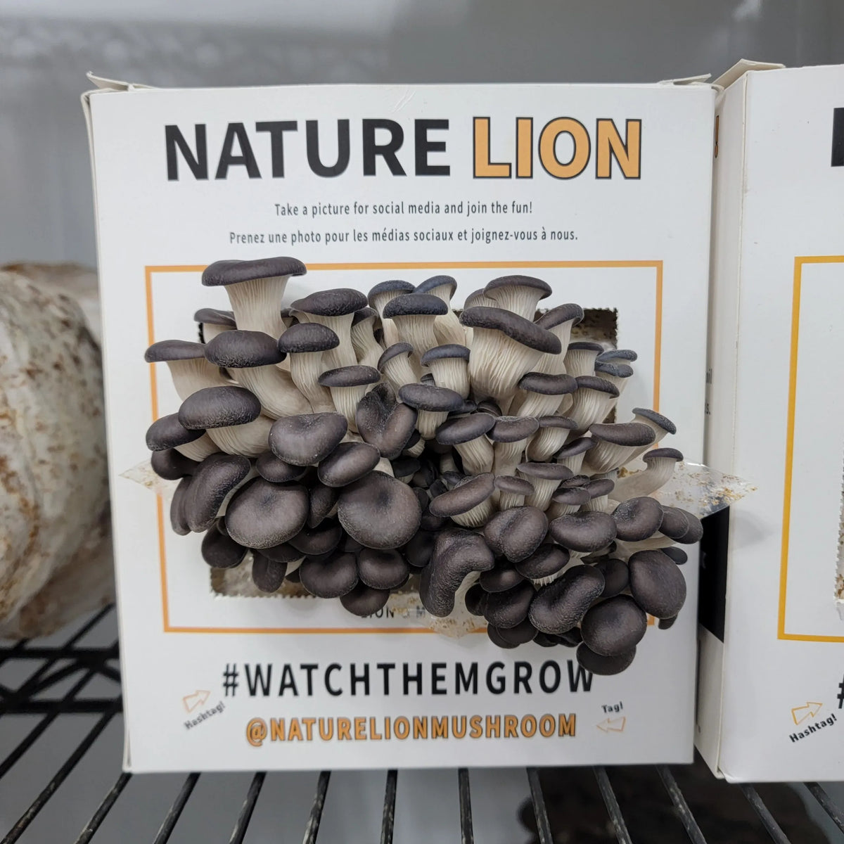 Mushroom Grow Kit