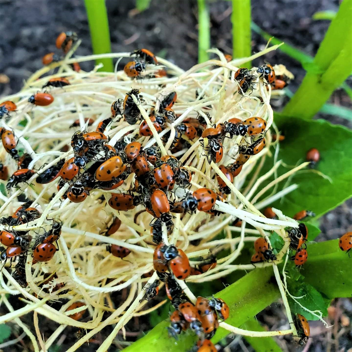 Live Bugs