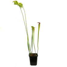 Load image into Gallery viewer, Sarracenia, 3.5in, Hardy Pitcher Plant
