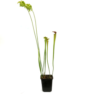 Sarracenia, 3.5in, Hardy Pitcher Plant