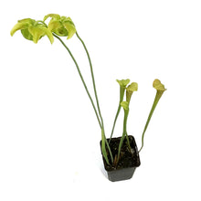 Load image into Gallery viewer, Sarracenia, 3.5in, Hardy Pitcher Plant
