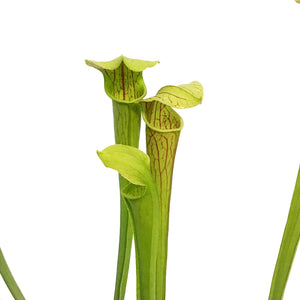 Sarracenia, 3.5in, Hardy Pitcher Plant