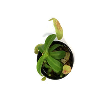 Load image into Gallery viewer, Nepenthes, 3.5in, Tropical Pitcher Plant
