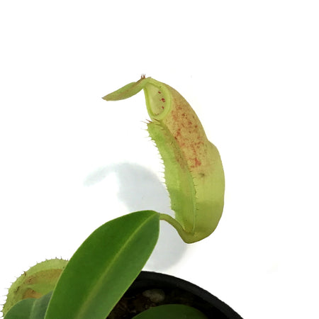 Nepenthes, 3.5in, Tropical Pitcher Plant