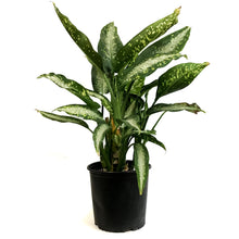 Load image into Gallery viewer, Dieffenbachia, 10in, Panther

