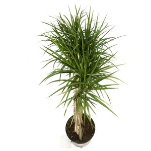 Dracaena, 14in, Marginata