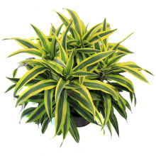 Load image into Gallery viewer, Dracaena, 14in, Gold Star Warneckii
