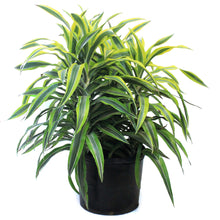 Load image into Gallery viewer, Dracaena, 14in, Gold Star Warneckii
