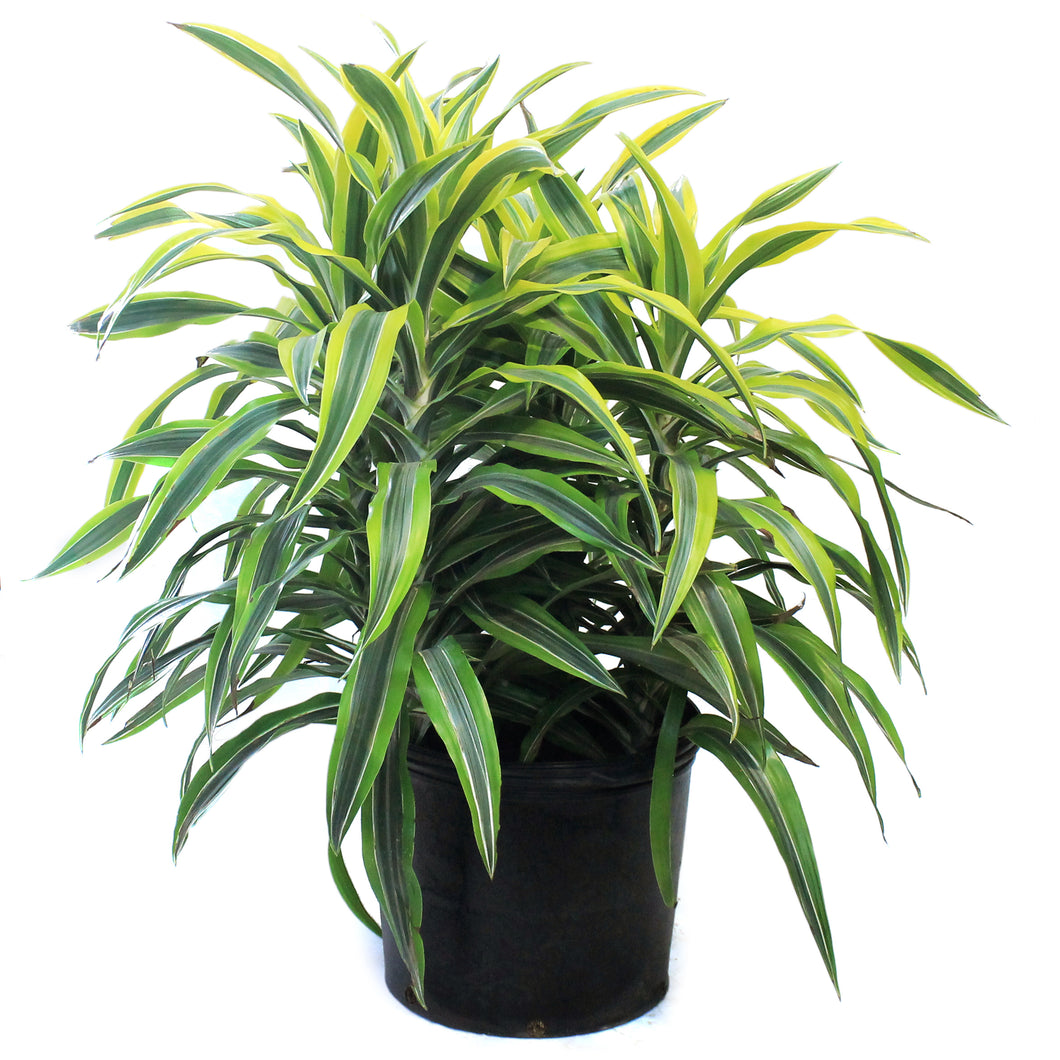 Dracaena, 14in, Gold Star Warneckii
