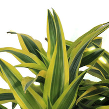 Load image into Gallery viewer, Dracaena, 14in, Gold Star Warneckii
