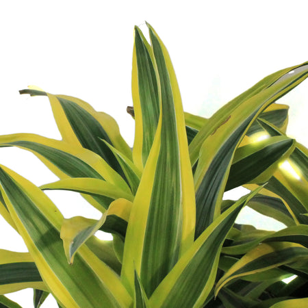 Dracaena, 14in, Gold Star Warneckii
