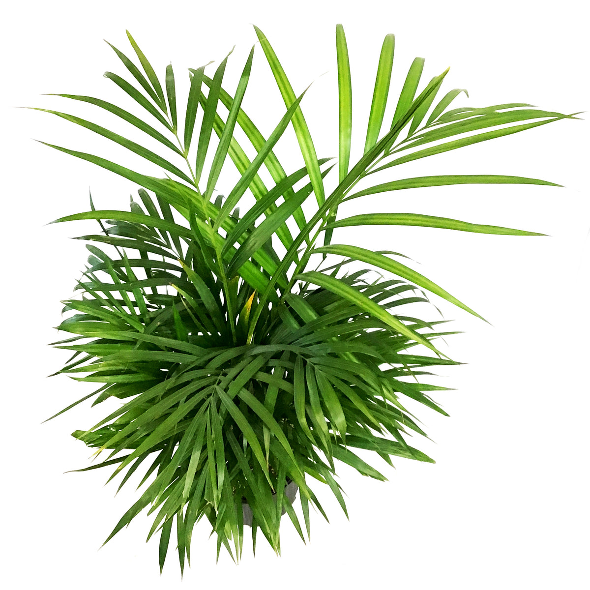Palm, 10in, Areca