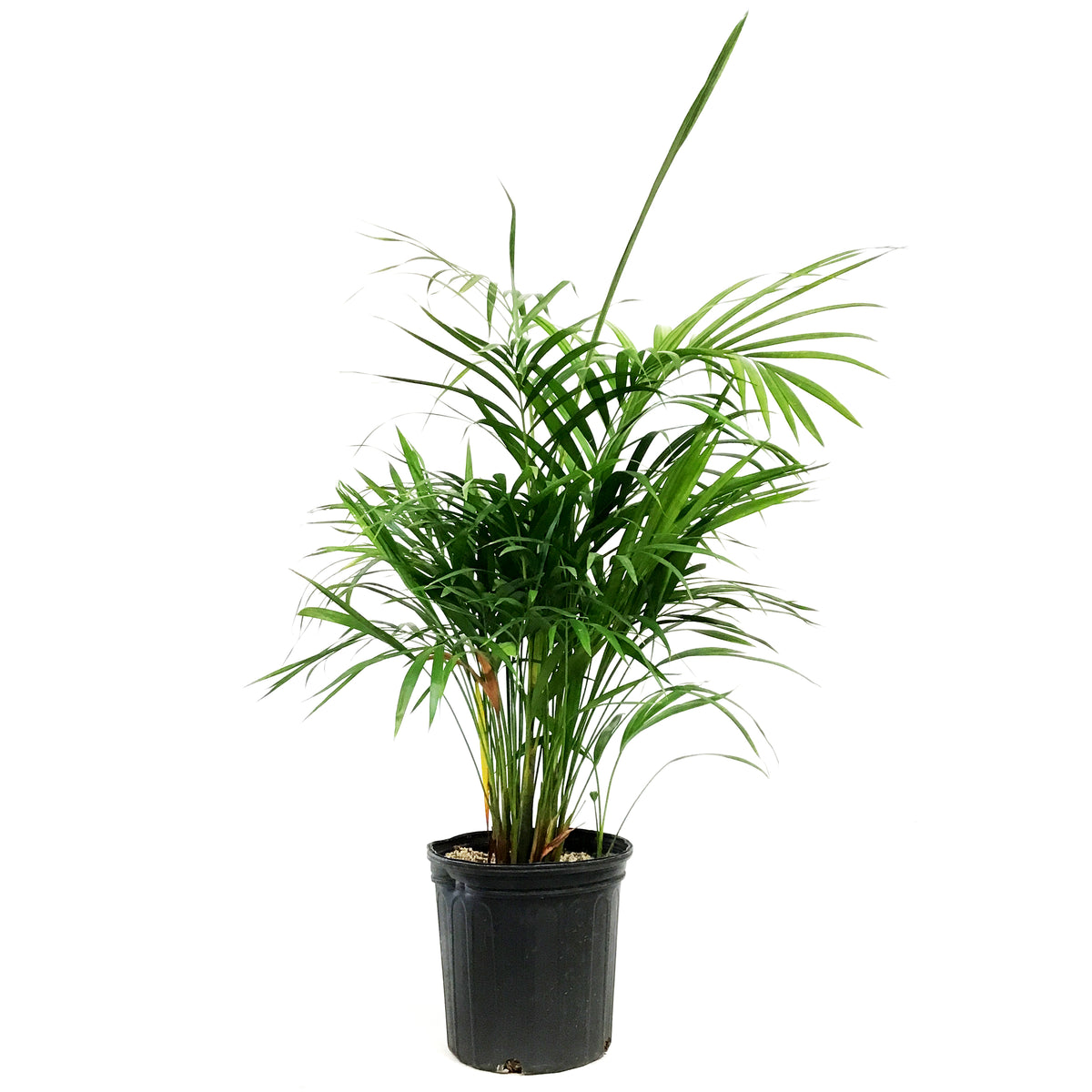 Palm, 10in, Areca