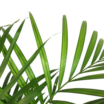Palm, 10in, Areca