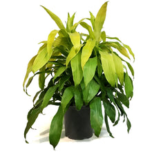 Load image into Gallery viewer, Dracaena, 10in, Limelight
