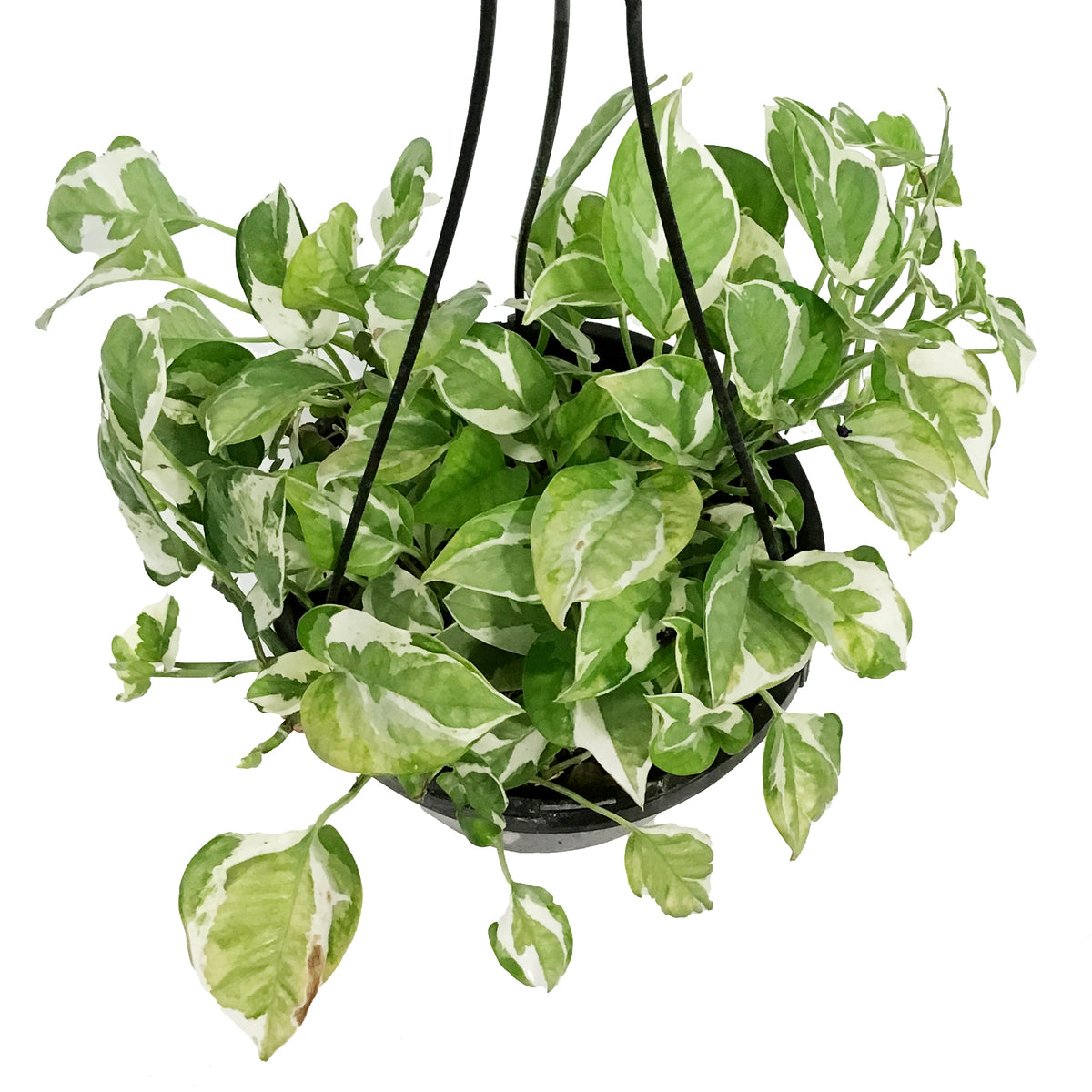 Pothos, 8in Hanging Basket, Pearls & Jade