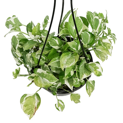 Pothos, 8in Hanging Basket, Pearls & Jade