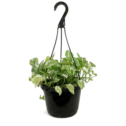 Pothos, 8in Hanging Basket, Pearls & Jade