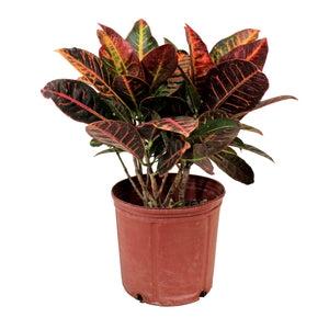 Croton, 10in, Petra