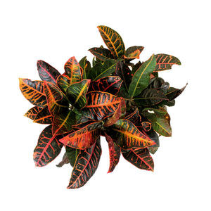 Croton, 10in, Petra