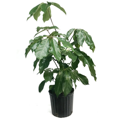 Schefflera, 10in, Amate