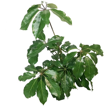 Schefflera, 10in, Amate