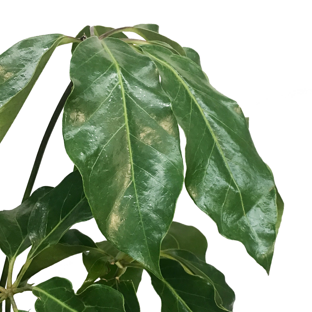 Schefflera, 10in, Amate