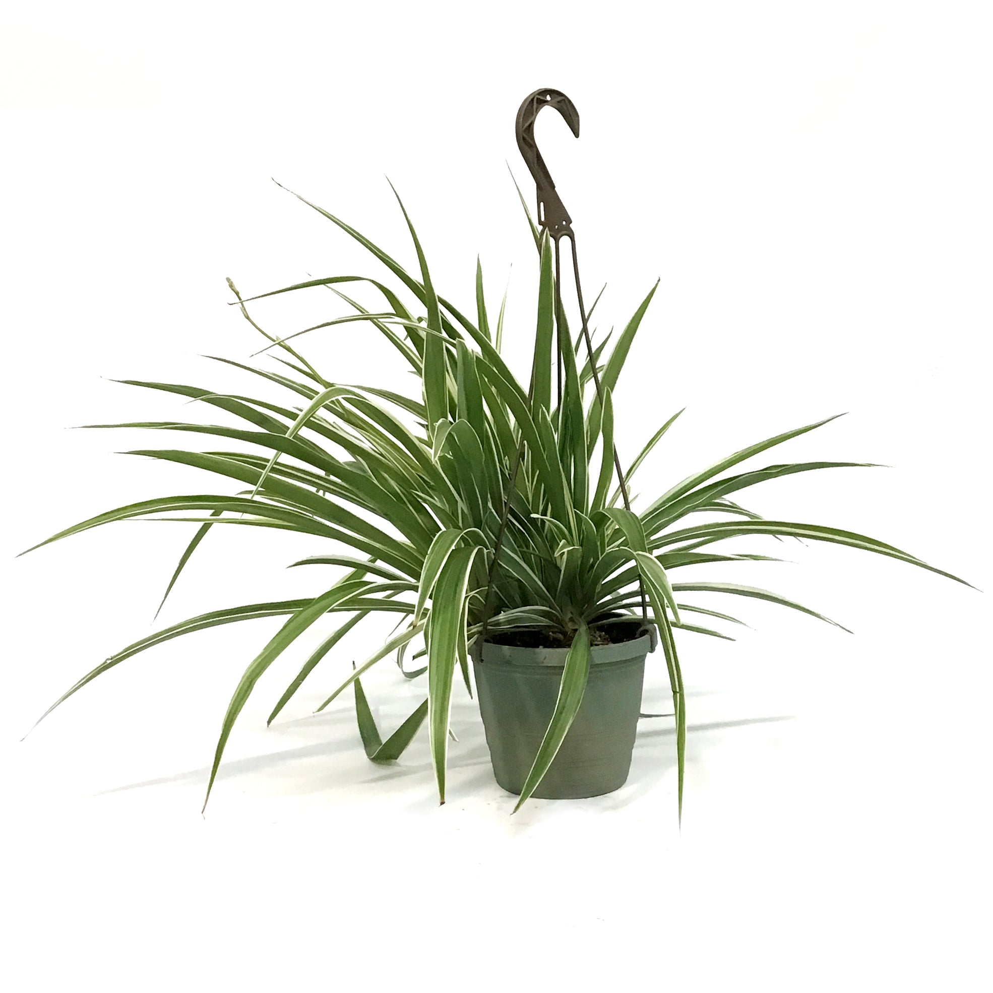 spider plant 6.5in hb Spider Plant, 6.5in HB, White Edge – Floral Acres Greenhouse & Garden Centre